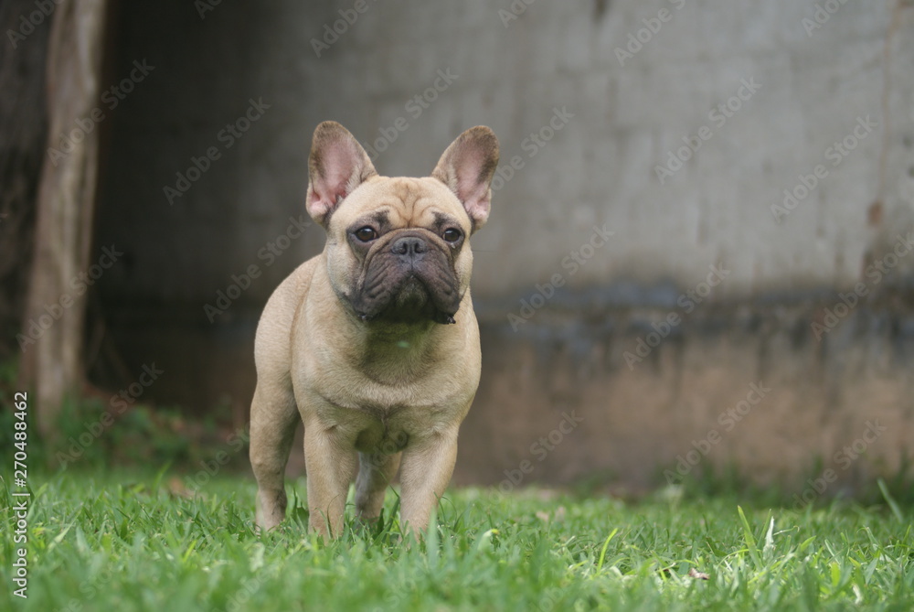 Bulldog francês - frenchie puppy - Forte e pequeno