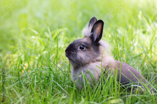Brown rabbit on a green meadow. Cute furry animal on the grass. Bright sunshine