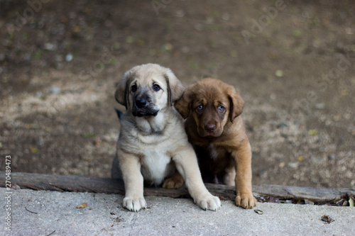 Spanish mastiff brothers puppies supported on a step