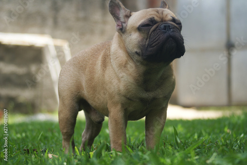 Bulldog francês - frenchie puppy - banho de sol