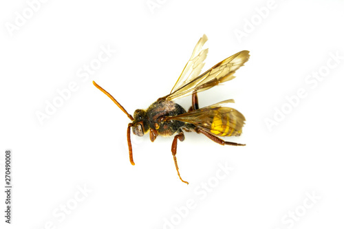 Dead Insect Bee Wasp on White Background