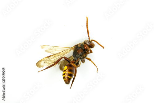 Dead Insect Bee Wasp on White Background © squeebcreative
