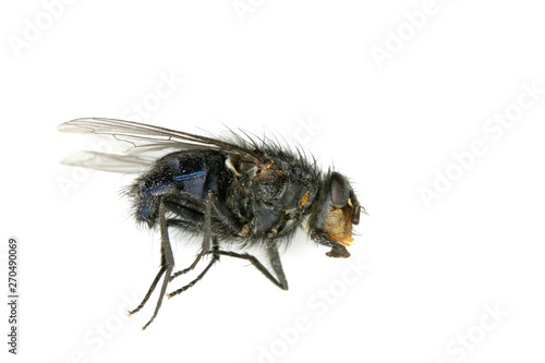 Dead House Fly Insect On White Background