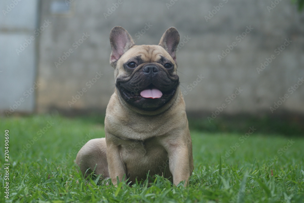 Bulldog francês - frenchie puppy - Quintal em casa