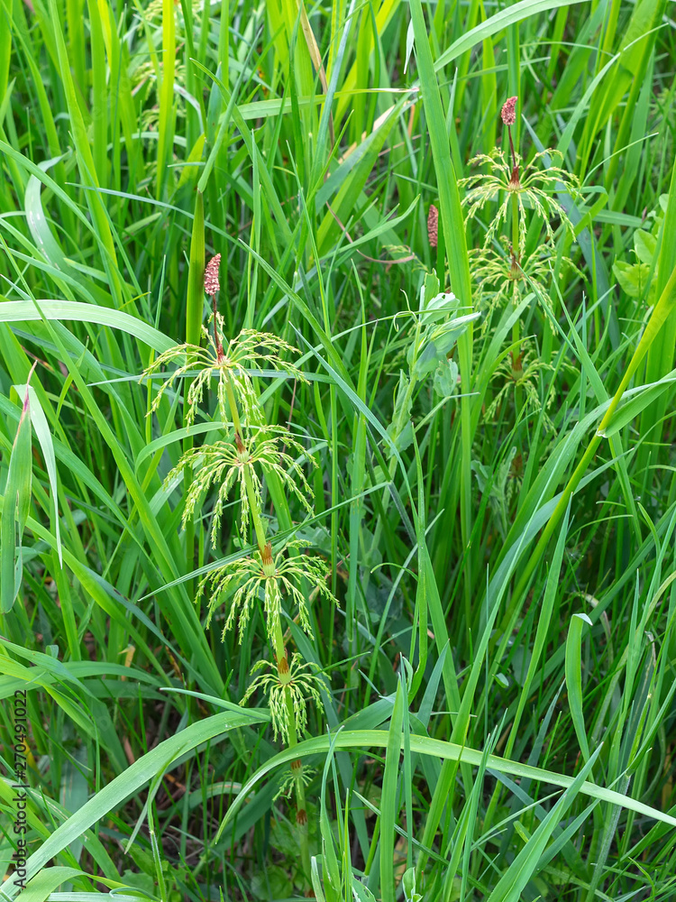 Green grass and plant shoots Green grass and plant shoots