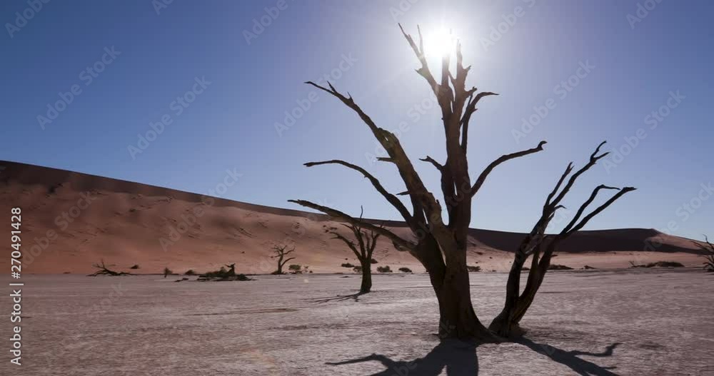Panning shot of tree shadow and sun setting behind a dead tree in the desert Panning shot of tree shadow and sun setting behind a dead tree in the desert