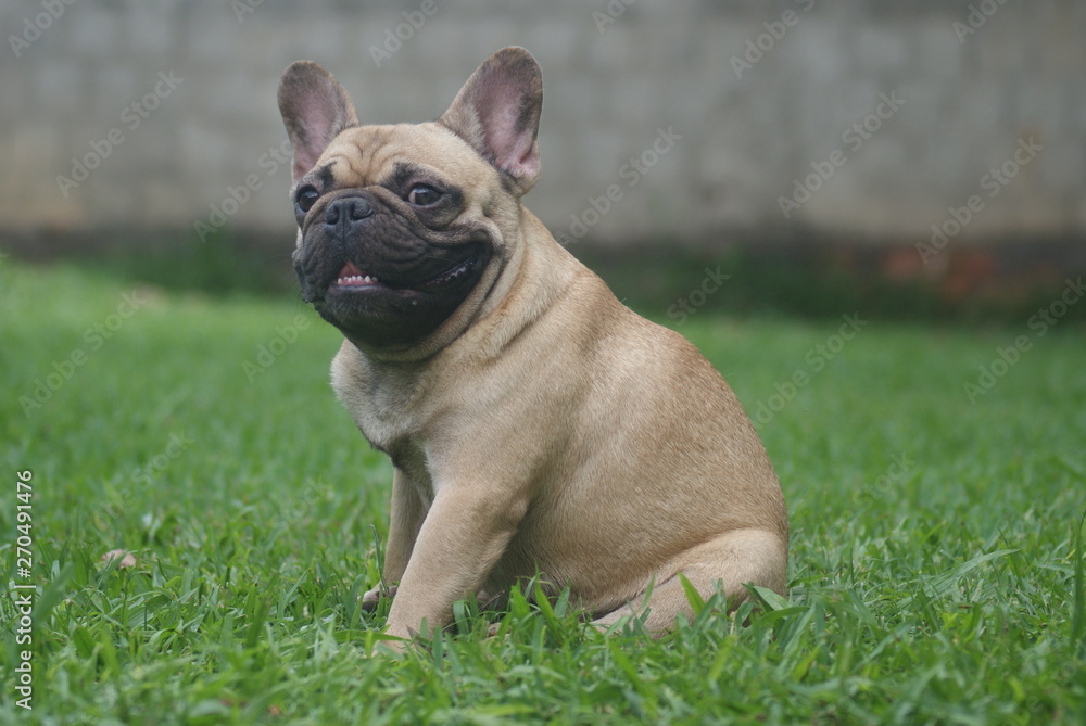 Bulldog francês - frenchie puppy 