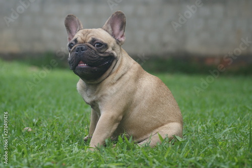 Bulldog francês - frenchie puppy  © Adriano César