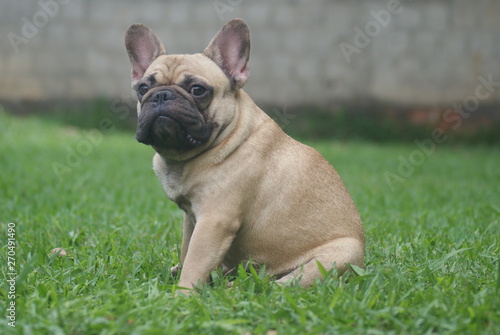 Bulldog francês - frenchie puppy