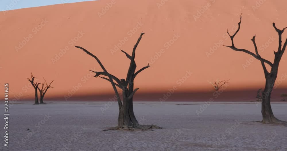 Panning shot of dead trees with sanddune in the background Panning shot of dead trees with sanddune in the background