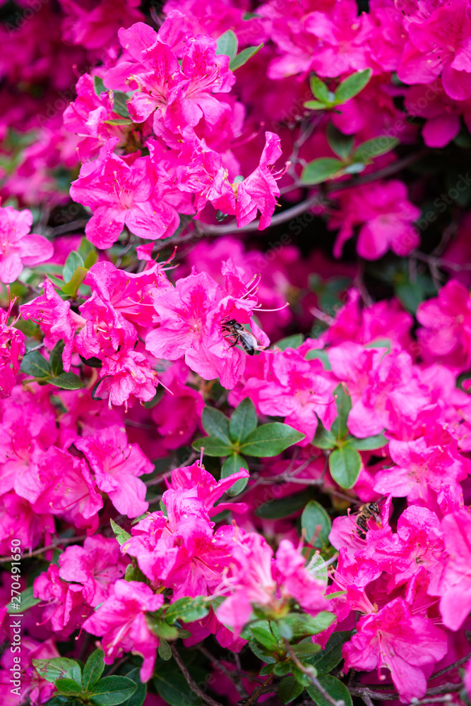 Beautiful botanical garden, flowers and blooming bushes in spring Beautiful botanical garden, flowers and blooming bushes in spring