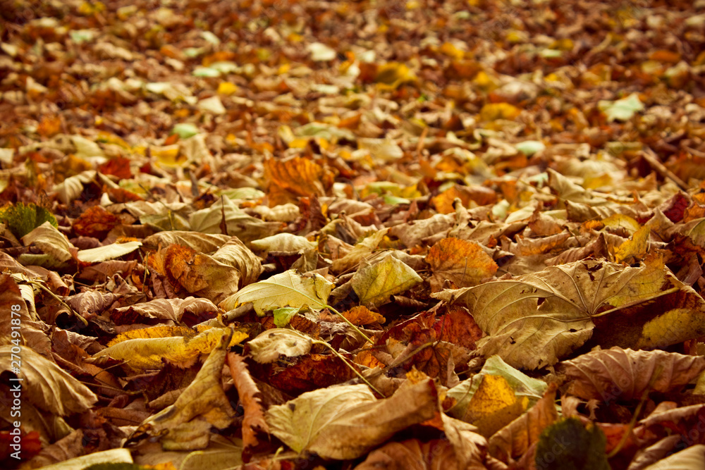 Dry leaves fallen to the ground in autumn Dry leaves fallen to the ground in autumn