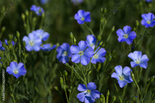 Flax blossoms. Green flax field in summer. Sunny day. Agriculture, flax cultivation. Selective focus. Field of many flowering plants (linum usitatissimum). Linum blooms