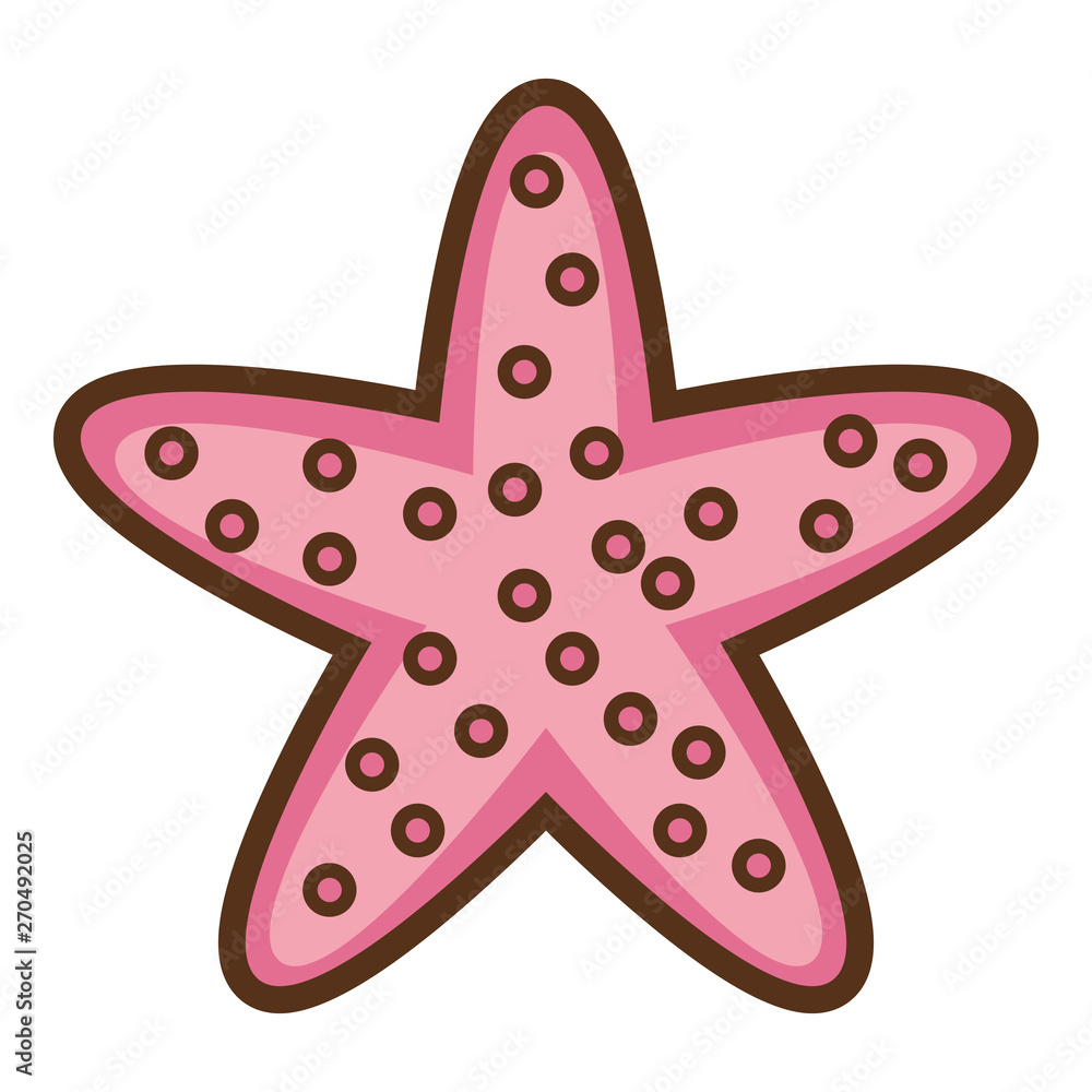 starfish wildlife on white background starfish wildlife on white background