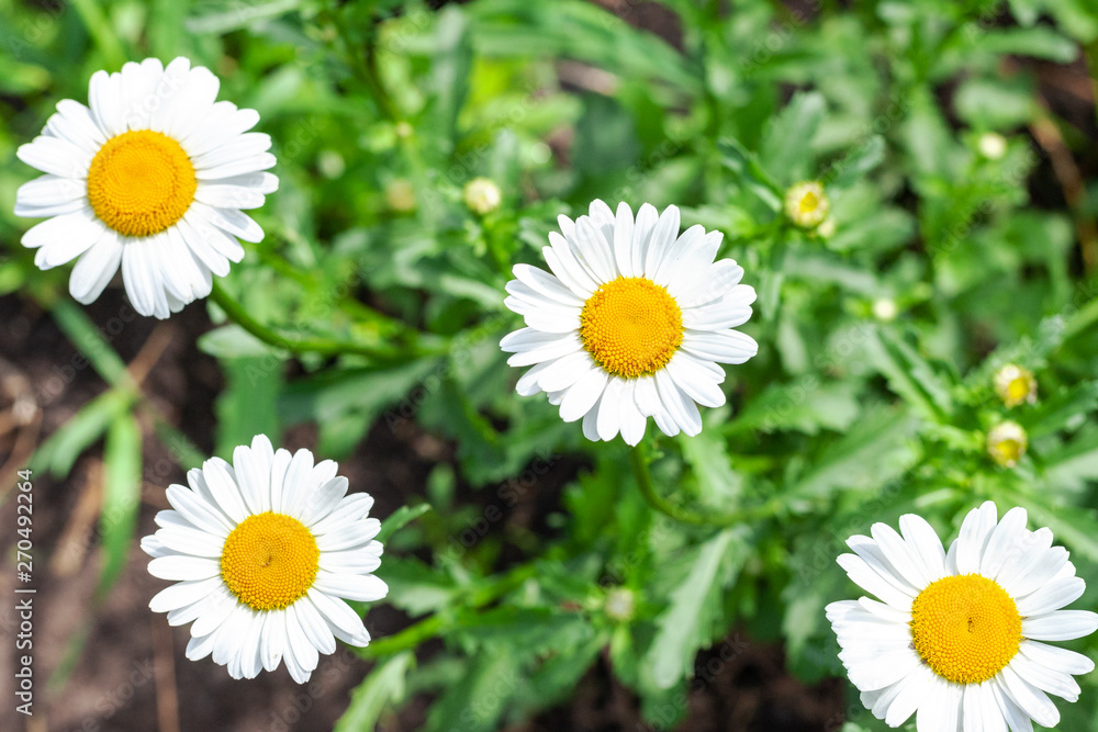 Obraz premium view from above on blooming daisies. beautiful light flowers. medicinal herbs.