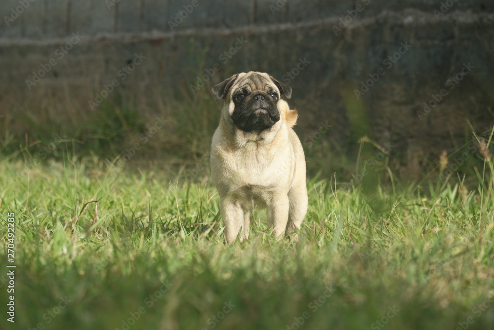 Pug na grama