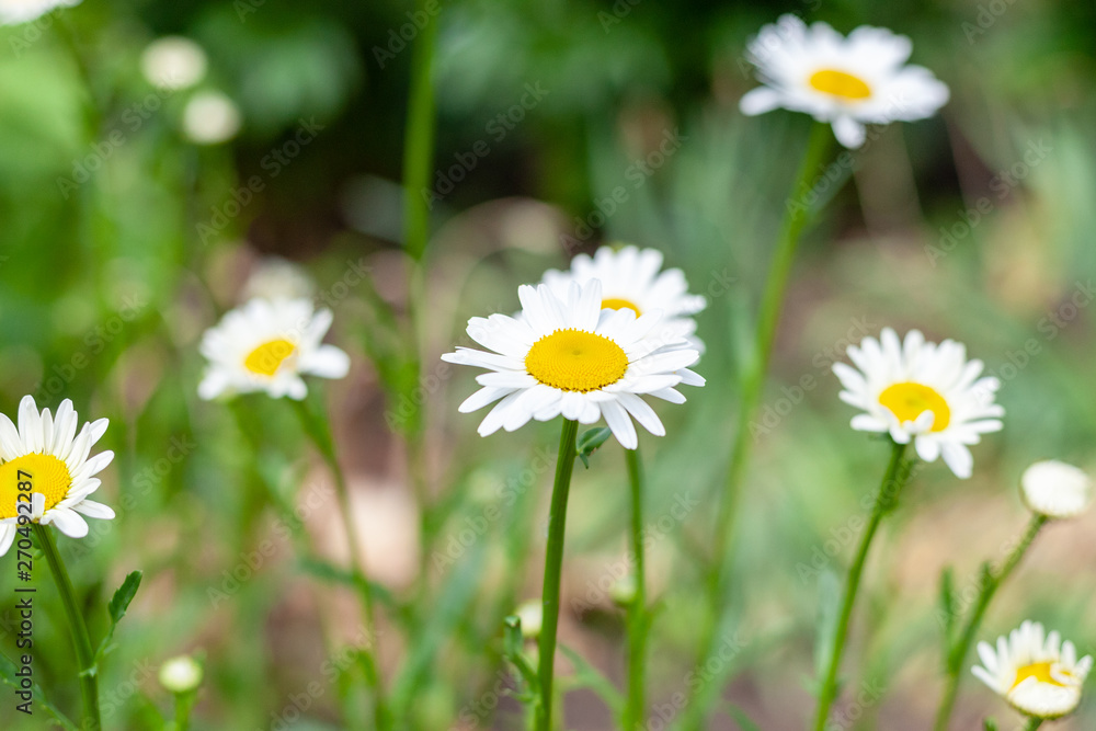 blooming daisies. beautiful light flowers. medicinal herbs. blooming daisies. beautiful light flowers. medicinal herbs.