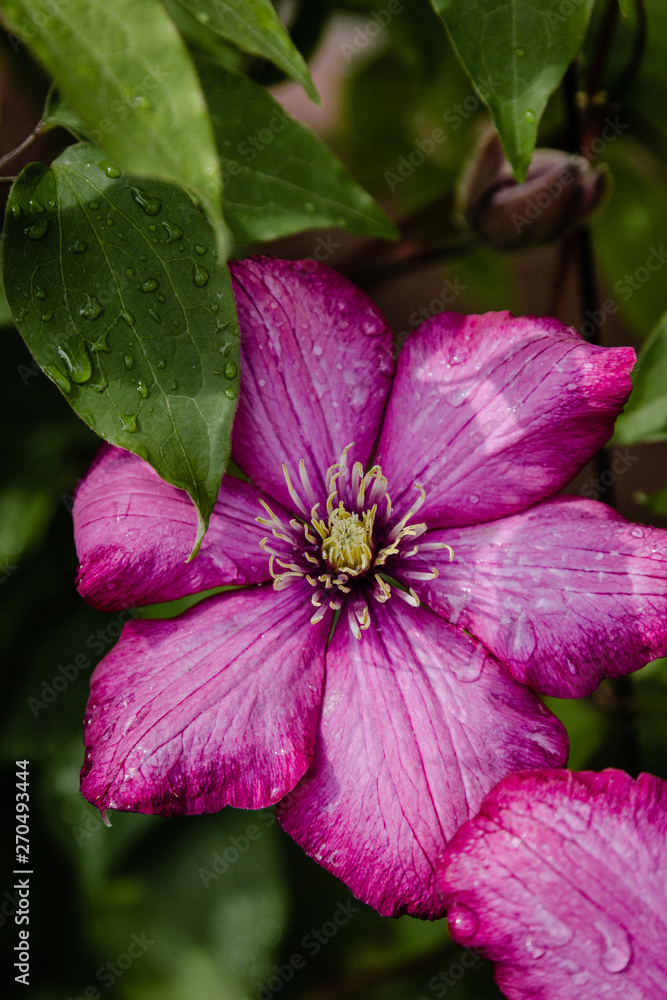 Pink flower with rain drops Pink flower with rain drops