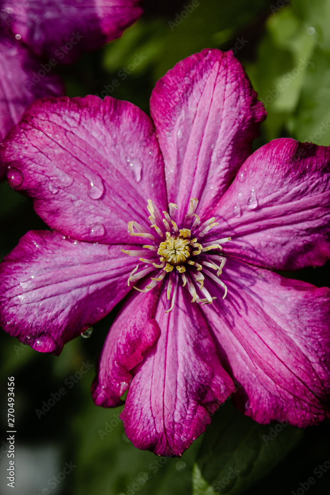 Pink flower with rain drops