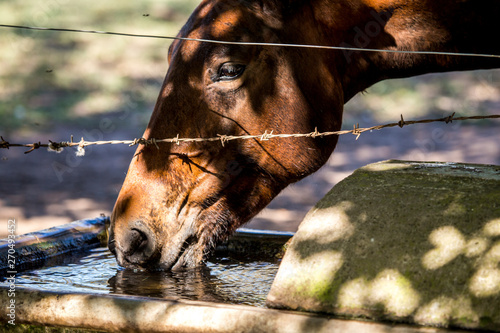 caballo bebedero