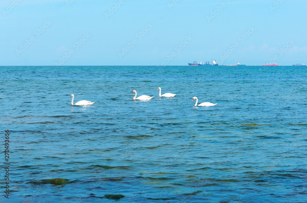 Waterfowl and ships at sea. White swans at sea.
