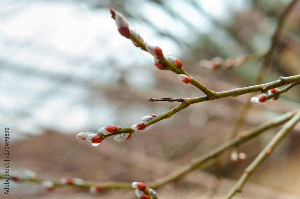 Fluffy willow buds in spring. Willow branch. Fluffy willow buds in spring. Willow branch.