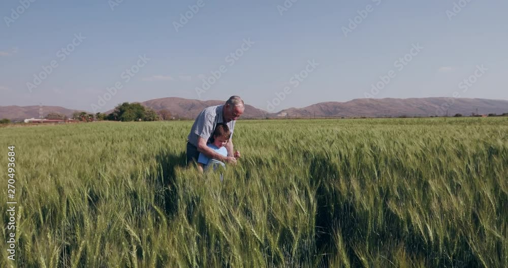 Elderly farmer and grandson walking throught wheatfields and inspecting the crop Elderly farmer and grandson walking throught wheatfields and inspecting the crop