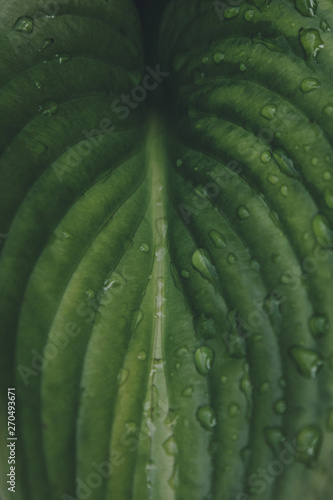 Green leaf with rain drops