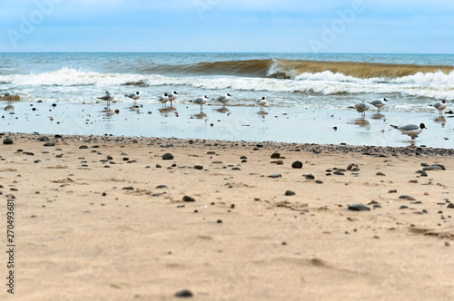 Seagulls on the beach. A flock of seagulls on the sand.