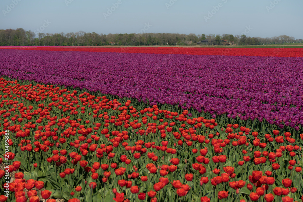 Two differnt color tulp field, vibrant red and purple color tulps. Pure color and bright light on farmland. Holland tradition tulp flowers.
