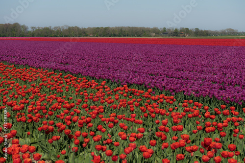Wallpaper Mural Two differnt color tulp field, vibrant red and purple color tulps. Pure color and bright light on farmland. Holland tradition tulp flowers. Torontodigital.ca