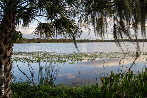 Sunset over water with lily pads