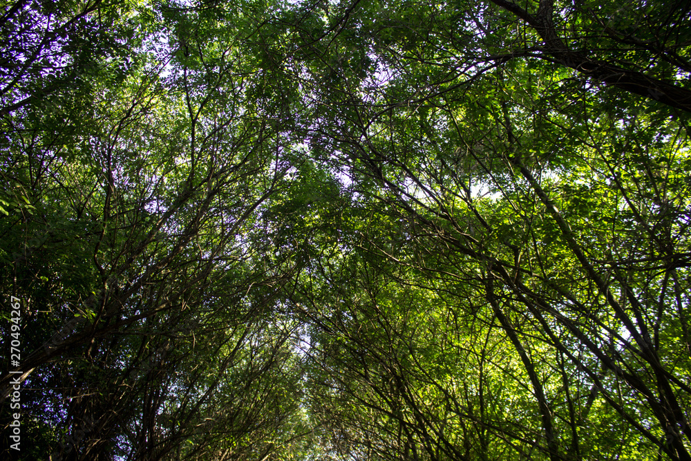 folhagem arvores natureza verde floresta folhagem arvores natureza verde floresta