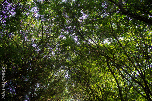 folhagem arvores natureza verde floresta