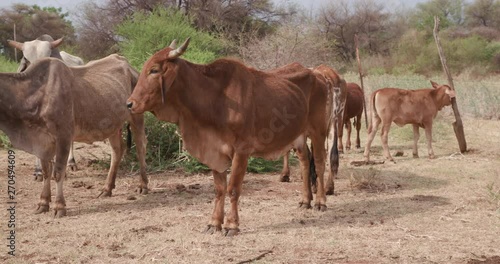 Emaciated cattle in South Africa due to lack of water and grass from severe drought photo