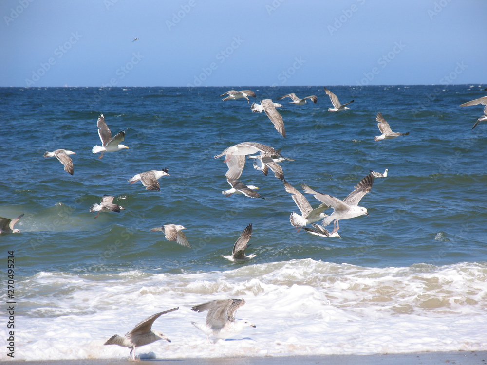 Fototapeta premium Klitmøller, Nordseeküste, Jammerbucht, Jütland, Dänemark
