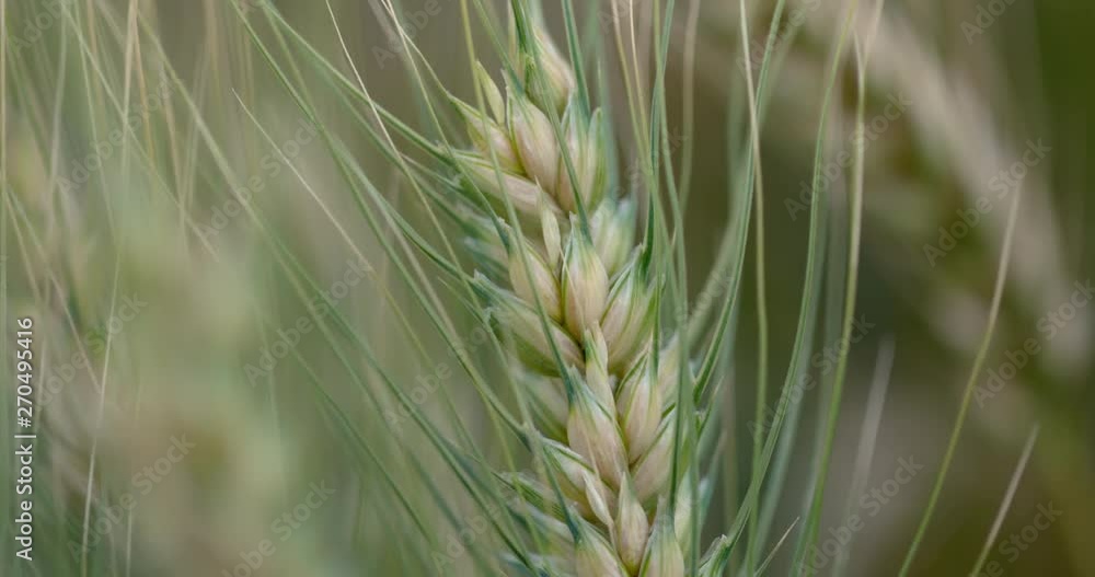 Tilt down close-up shot of an ear of wheat Tilt down close-up shot of an ear of wheat