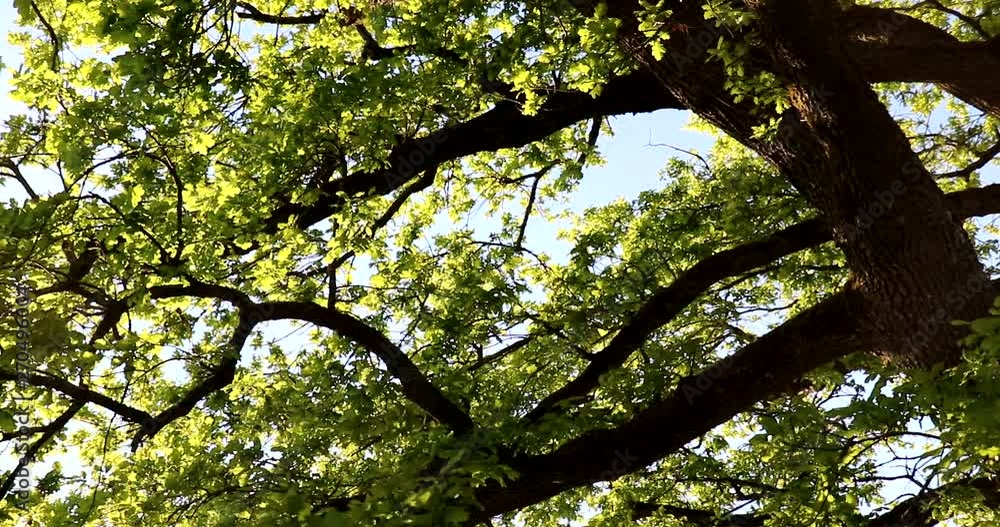 Juicy, young leaves in the crown of an old oak gently sway in the wind Juicy, young leaves in the crown of an old oak gently sway in the wind