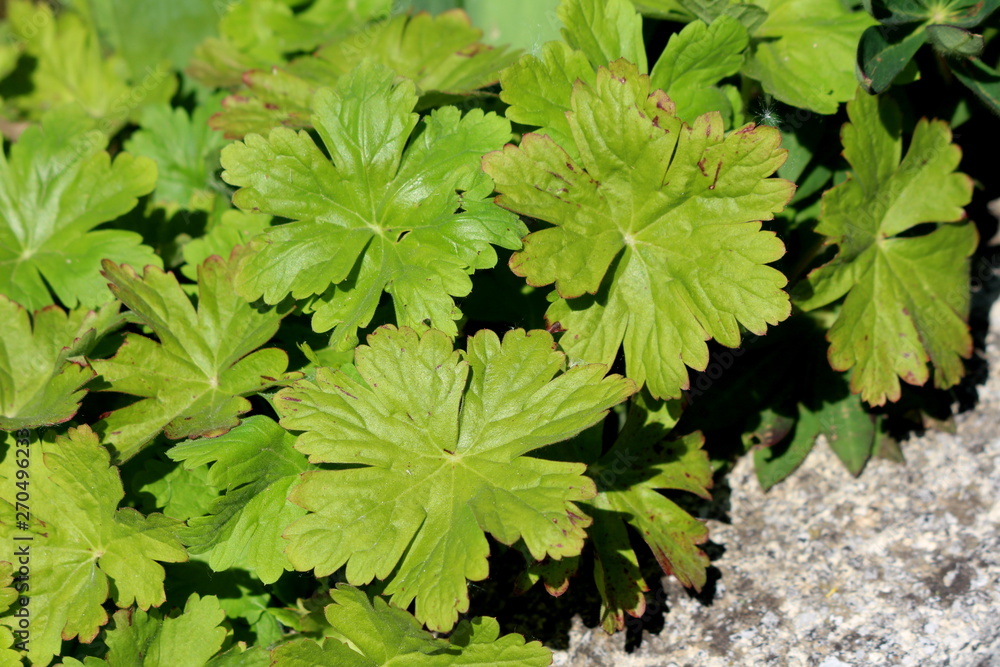 Bigroot geranium or Geranium macrorrhizum or Bulgarian geranium or Rock cranes-bill ornamental flowering plant large light green lobed palmate leaves planted next to concrete sidewalk in local garden Bigroot geranium or Geranium macrorrhizum or Bulgarian geranium or Rock cranes-bill ornamental flowering plant large light green lobed palmate leaves planted next to concrete sidewalk in local garden