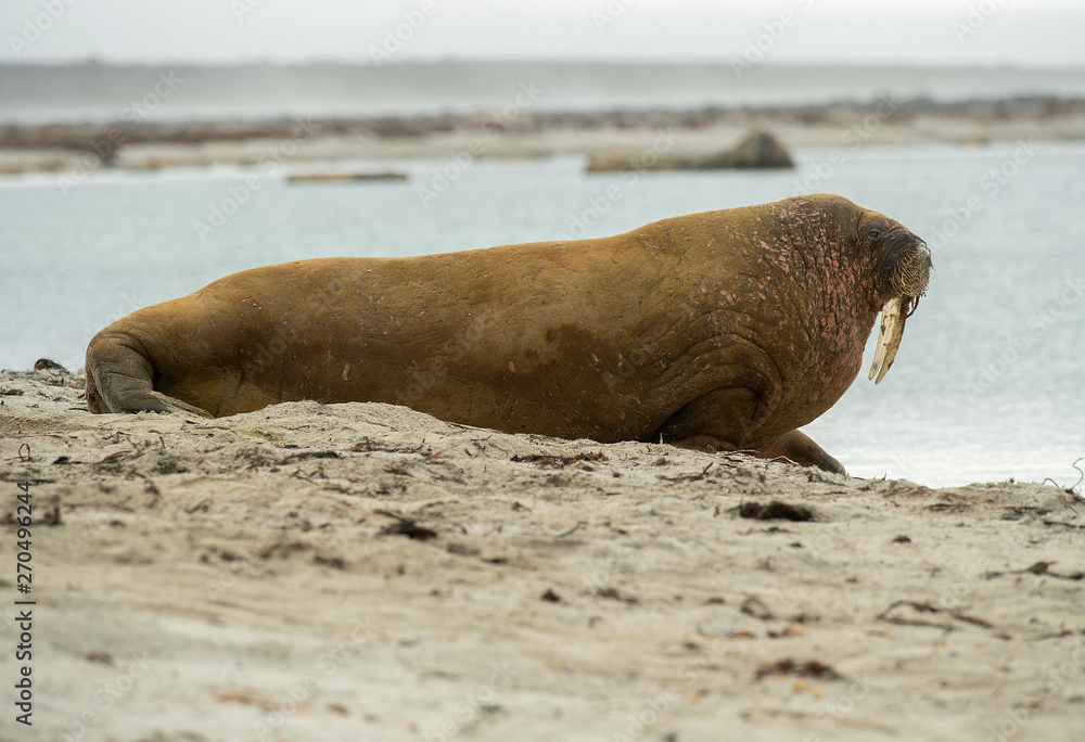 Naklejka premium Walrus Big boy
