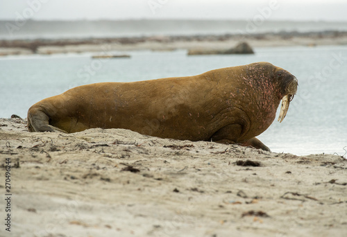 Walrus Big boy