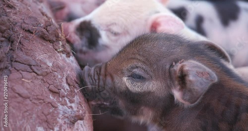Close-up  view of adorably cute free range piglet suckling from its mother photo