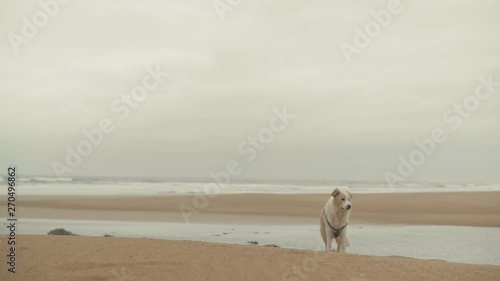 Pet dog keeping a lookout on the beach photo