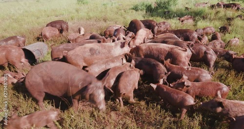 Close-up view of small group of free range pigs feeding in a field photo