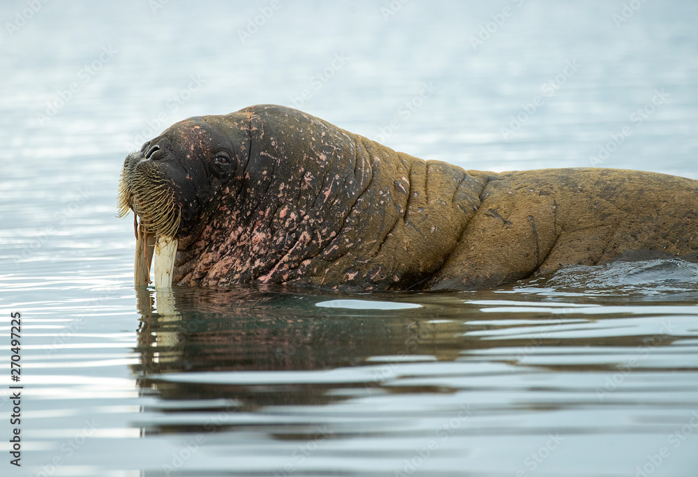 Fototapeta premium Walrus side view