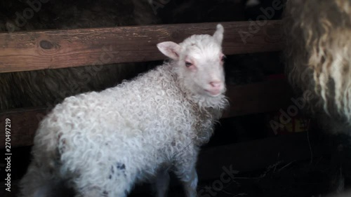 Baby lamb in pen photo