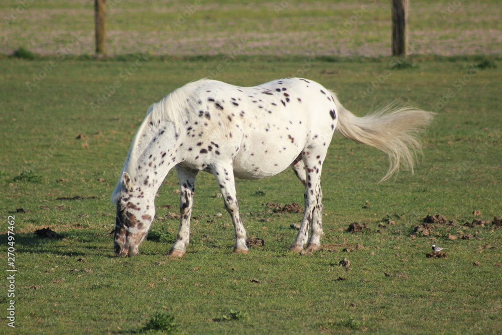 cheval cheval