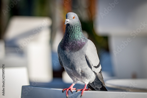 portrait of a pigeon