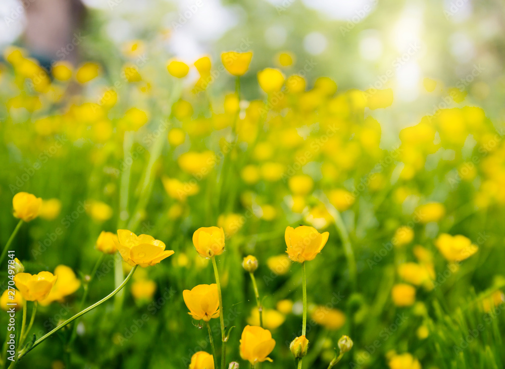 Fototapeta premium Field of buttercup flowers blooming in the sunlight; Sea of small yellow flowers and green stems