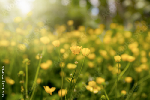 Field of buttercup flowers blooming in the sunlight; Sea of small yellow flowers and green stems